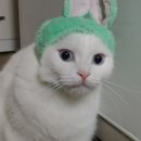 무인냥품 네이버블로그