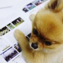 애견종합동물병원 이미지