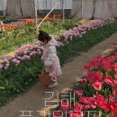 김해농장 | 경남 아이체험 농장｜김해 플라워팜팜 튤립 수확체험 솔직후기