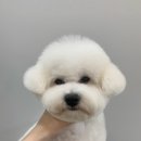 똥꼬 발랄 펫샵 이미지