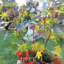 아우라지 이미지