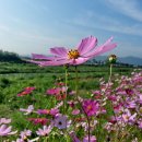 코스모스 이미지