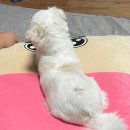 사라펫