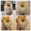 애견깍새 이미지