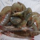 탐나개 | 새우 1kg 27500원으로 할인행사, 포장 후 집에서 생새우회, 새우소금구이, 대가리버터볶음 후기, 탐나전복