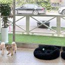 숭구리댕댕 이미지