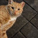 트윈스동물병원 이미지