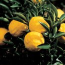 화양연화농장 이미지