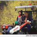 산수유꽃길로 이미지