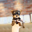 소문난 강아지 이미지