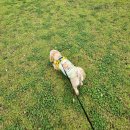 식물원 강아지 | 서울식물원 강아지산책 마곡 강아지산책 애견동반공원 주말오전방문