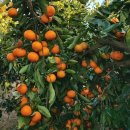 윤정농장 이미지