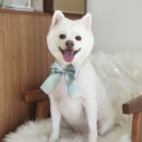 도그살롱올치 이미지