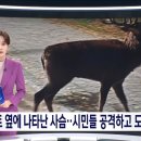 시슴 이미지