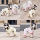 코코애견 이미지