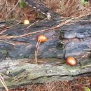 산행에서 만난 소나무 한입버섯 이미지