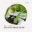 연암농장 | 주말농장에서 발견한 예상 밖의 크기, 다음 주 수확이 두려워졌습니다 (창사원)