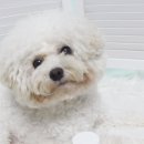 금나래 동물병원 이미지