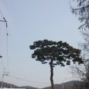 장유 선생 묘 및 신도비 | 풍양군 장선징 묘