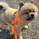 멍발머리 이미지