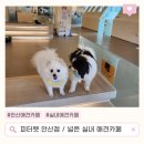 피터펫 카페 안산점 | [안산] 실내 넓은 애견카페 피터펫 안산점 뛰뛰하기 좋아요