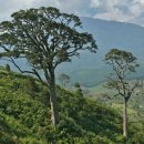 마호가니 이미지