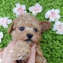 배곧애견샵 이미지