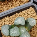 밀레니엄슈퍼 이미지