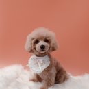 아리스타펫호텔 이미지