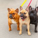 대전본동물병원 이미지