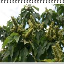 새순약국 이미지