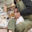 너와나,묘연 이미지