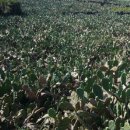 포니제주 이미지