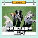 피피독 이미지