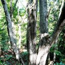 서귀포자연휴양림 이미지