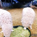 야베스축산2농장 이미지