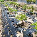 해돈농장 이미지