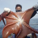 주문진항문어 이미지