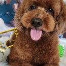 논산애견미용학원 이미지