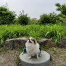 벨리몽