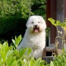 감사합니다. 사랑합니다 이미지