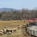 평화목장2 이미지
