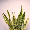 명성꽃집 네이버블로그