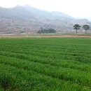 보리밭 이미지