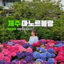 루피너스케이크 | 마노르블랑 제주 수국 카페 추천 | 5월 수국 명소 개화시기 실시간 정보