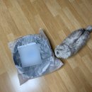 재리펫 | 고양이 딩동펫 공룡알 숨숨집 , 대형 사이즈 , 우리재리 사용후기