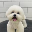 호야네애견샵 이미지