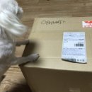 퍼피스캔들 이미지