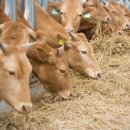 비호축산 이미지