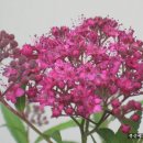 콩순이네 이미지